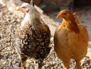 Agricola - Nutrețuri combinate pentru găini de reproducție