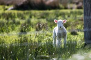 Agricola - Nutrețuri combinate pentru ovine