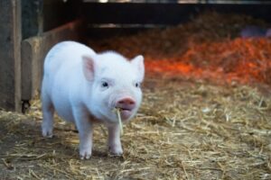 Agricola - Nutrețuri combinate pentru porci