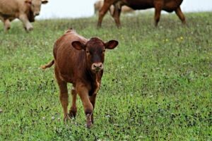 Agricola - Nutrețuri combinate pentru viței