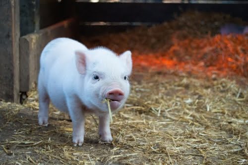 Categorie Nutreturi Porci