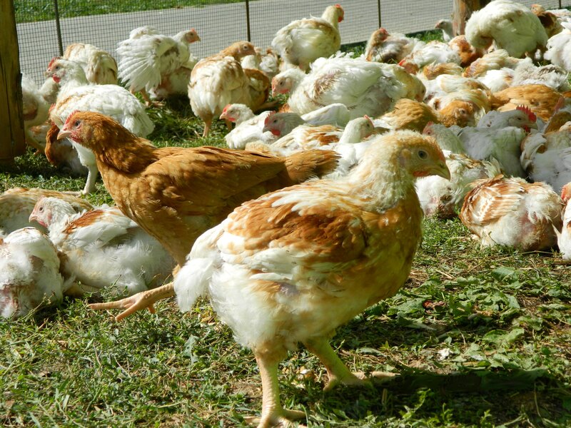 Pui provenit in gainu Hub | Agricola - Neam de gospodari