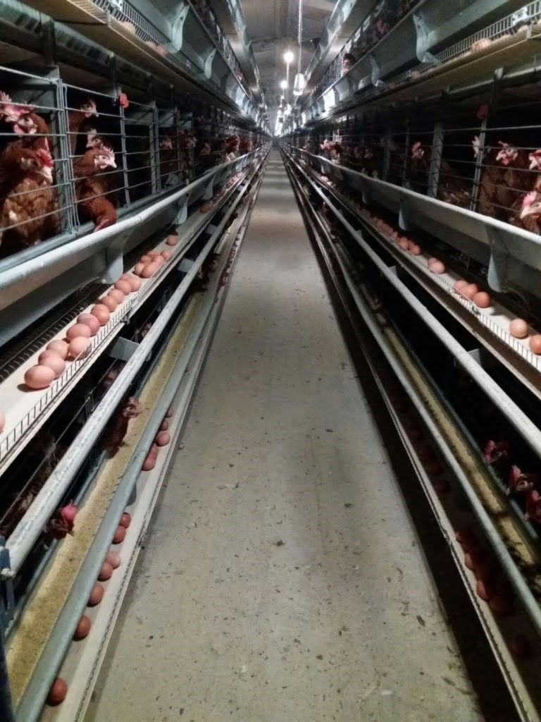lumi2 1 | Agricola - Neam de gospodari